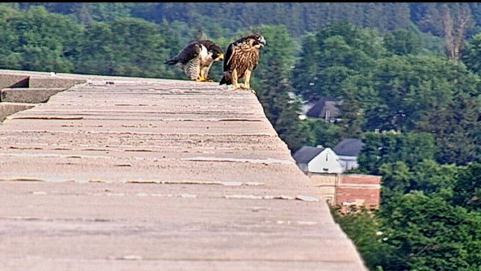 Astrid came to check out Zander on the roof 