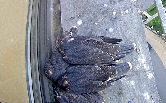 All back together on the veranda for a mid-morning nap time