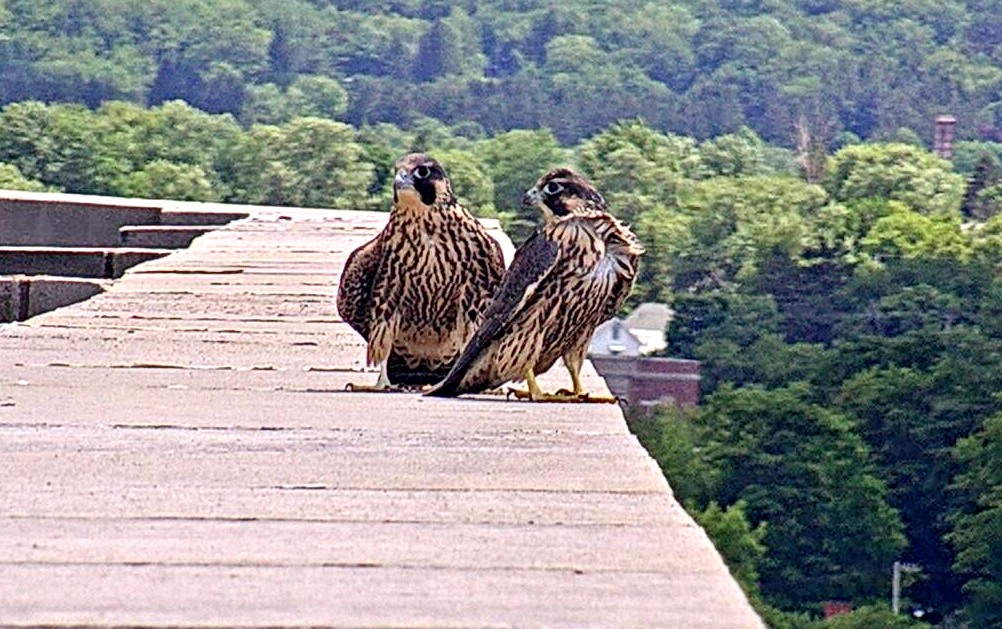 Two brothers converge post-fledging on the ADK Bank's roof