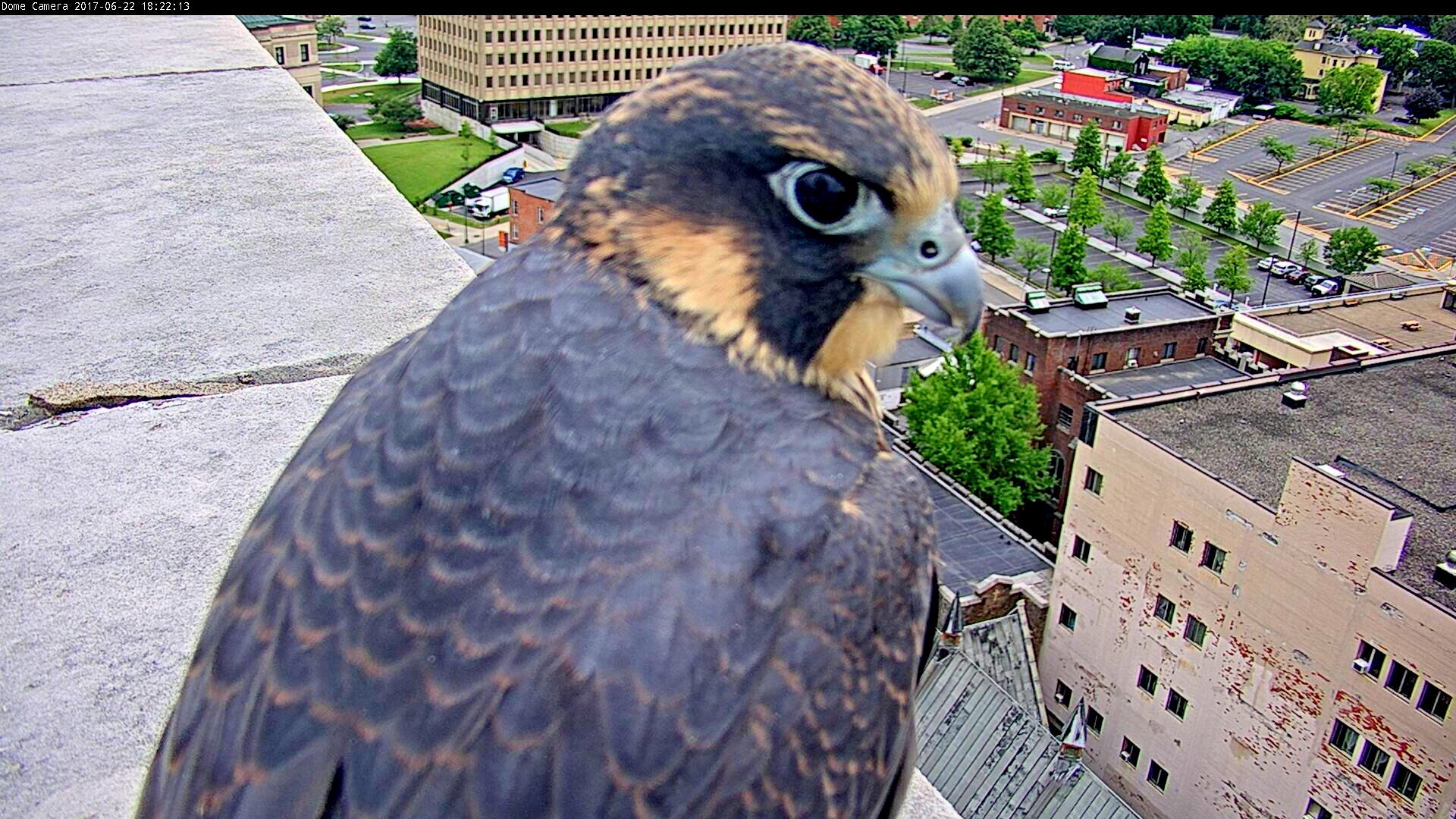 Spirit's first flight is to the roof of the ADK Bank and she perches right next to our PTZ cam