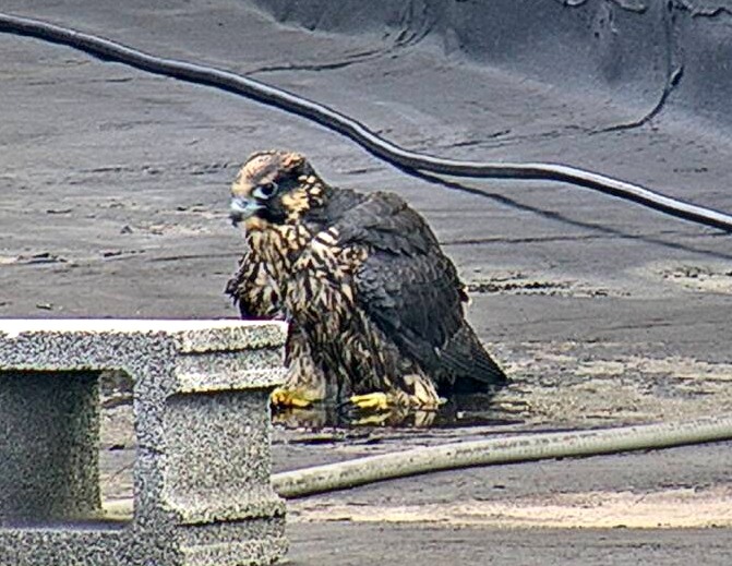 Spirit takes a bath in a tiny puddle on the roof of ADK Bank