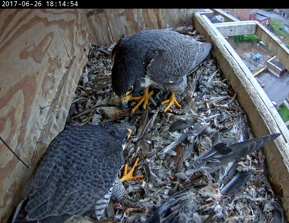 The first ledge display between Astird and Ares since the incubation period began