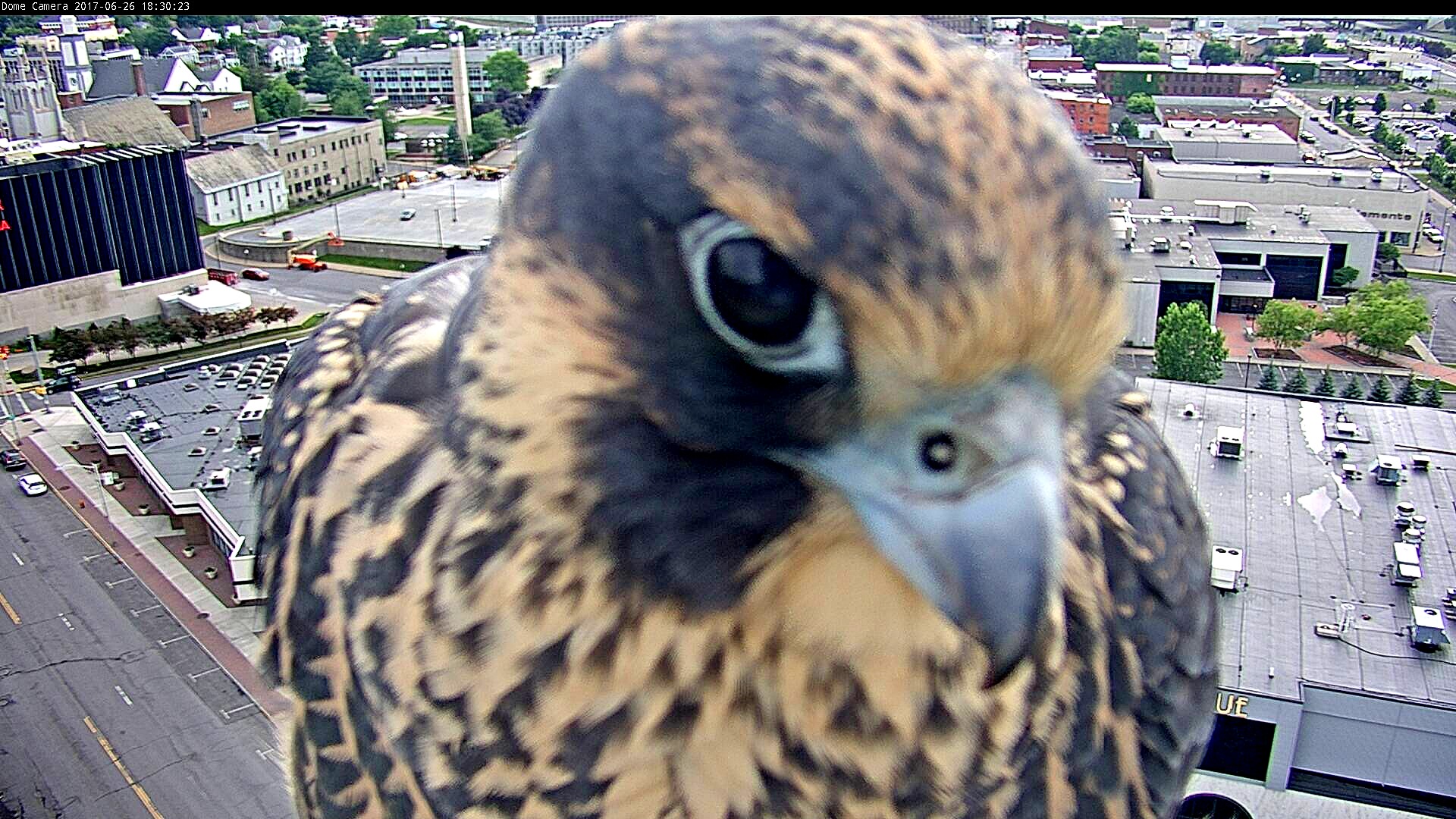 Spirit gets really close to our PTZ camera - nice!!