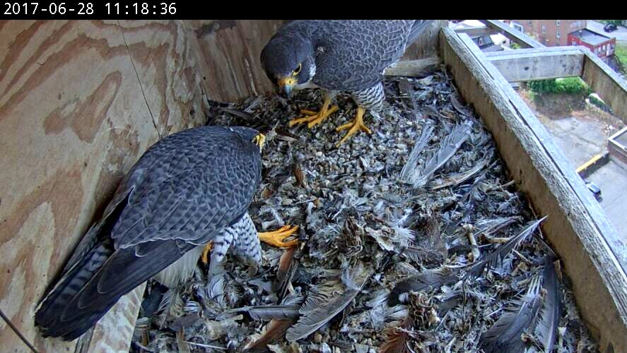 What's this? Astrid and Ares converge at the nest box.