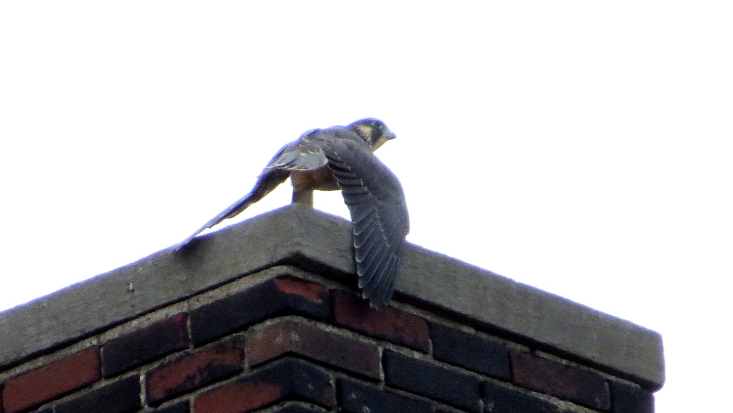 Zander perches on a chimney 