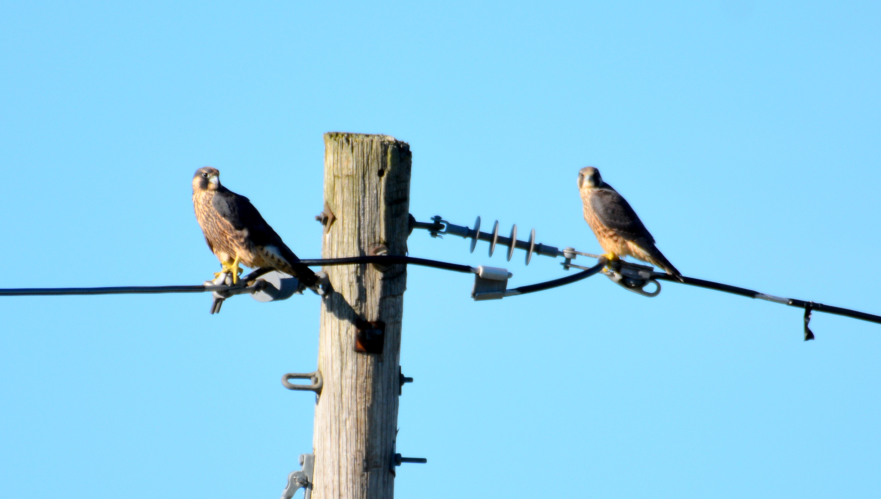 Finding new and interesting places to perch