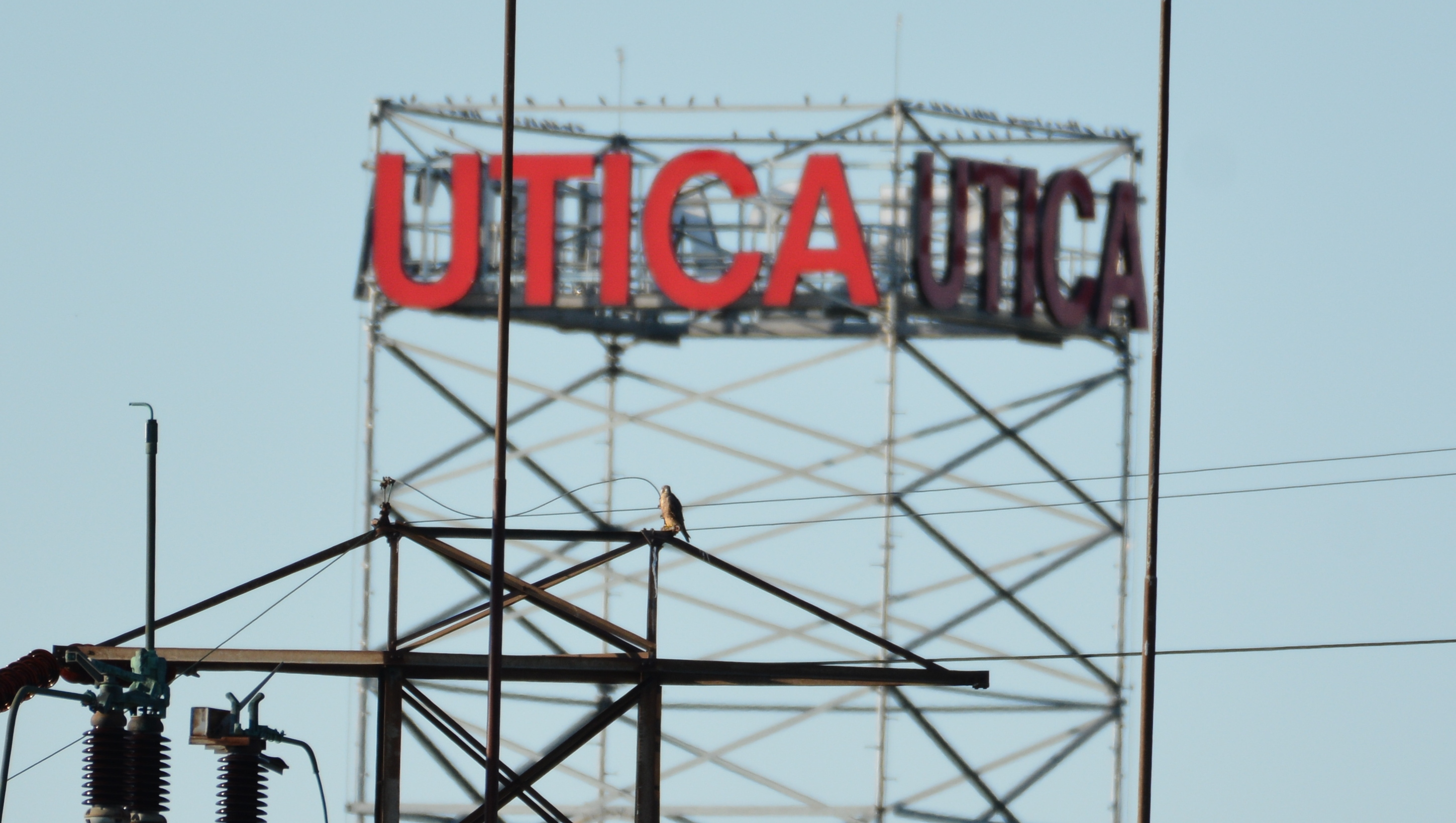 Perching on a tower with the Utica sign in the backround