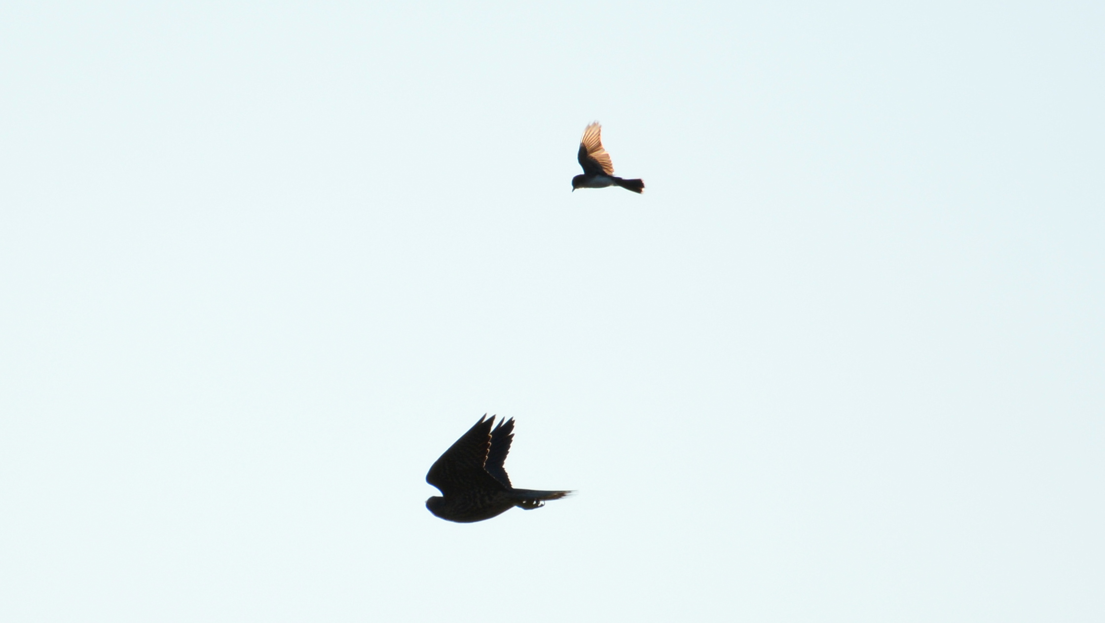 An Eastern Kingbird chases after one of the falcons