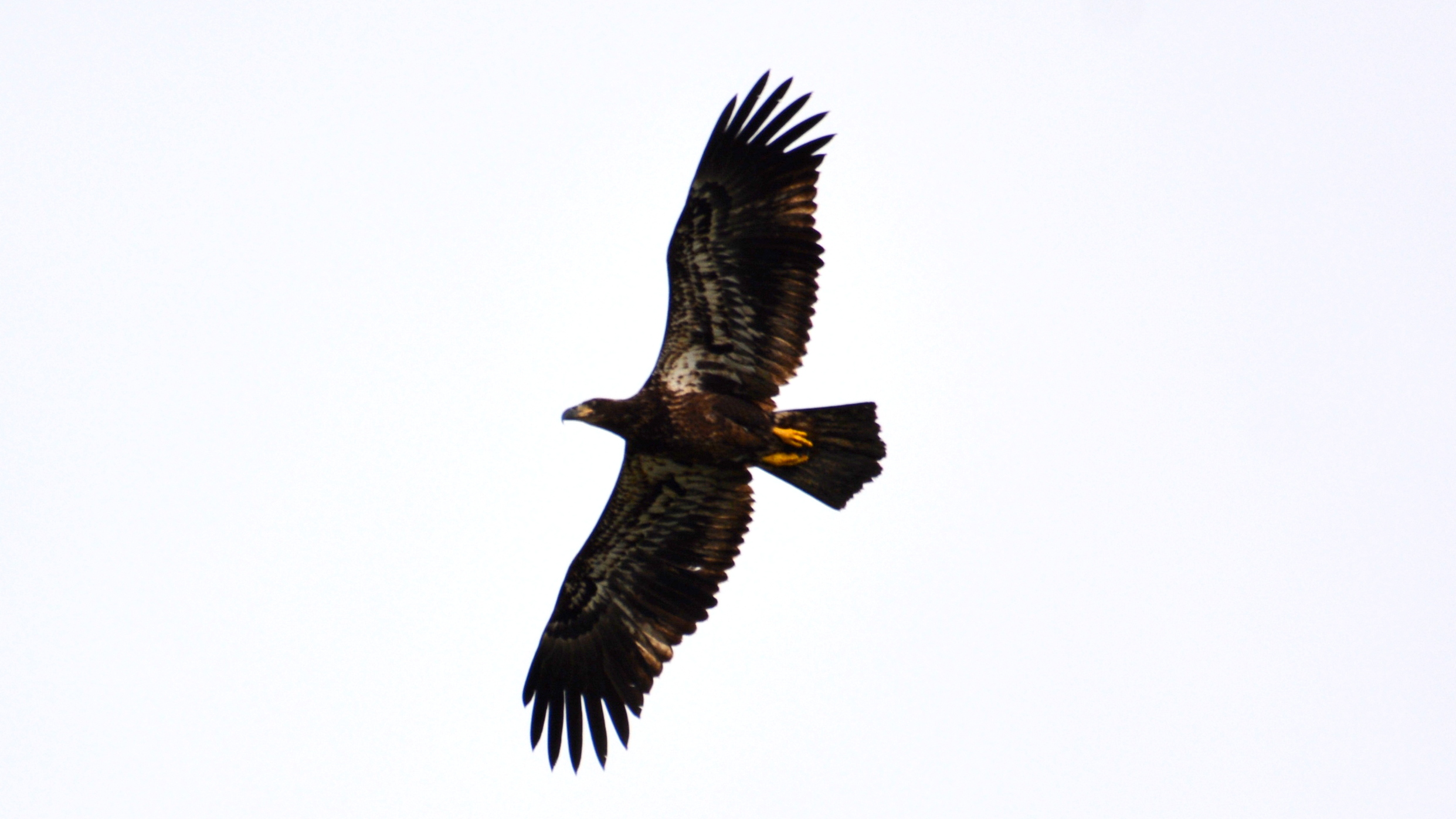 An immature Bald Eagle flies over