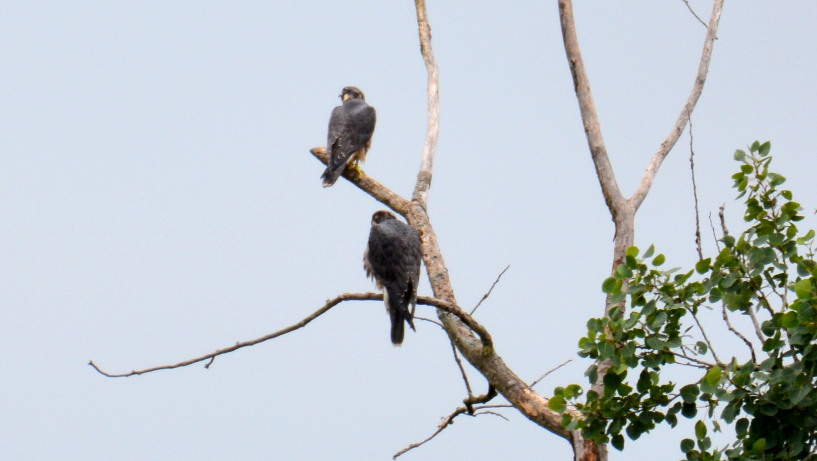 Spirit and her brother perch in a dead tree near Harbor Point