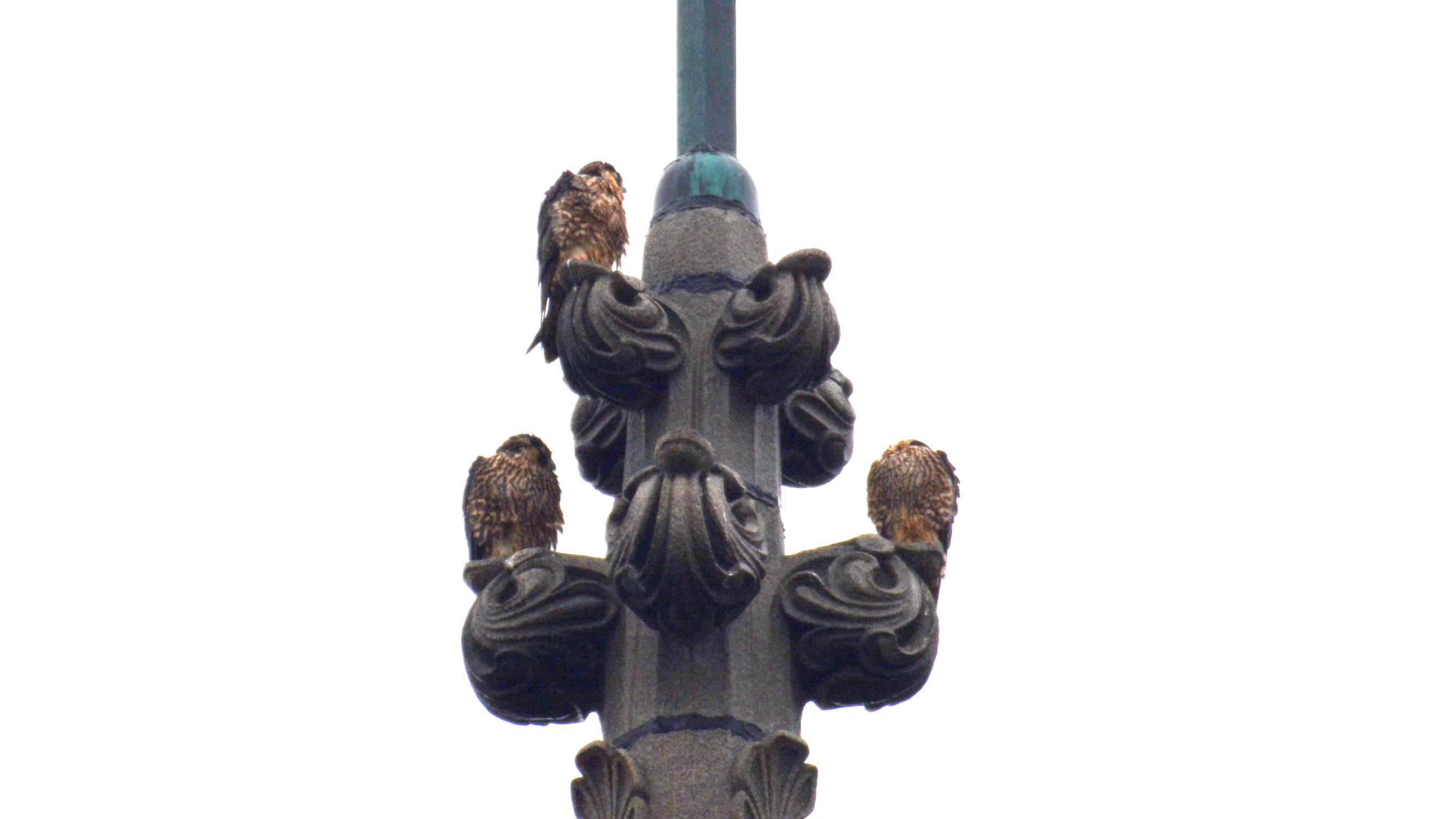 Soggy falcons perched on top of the steeple