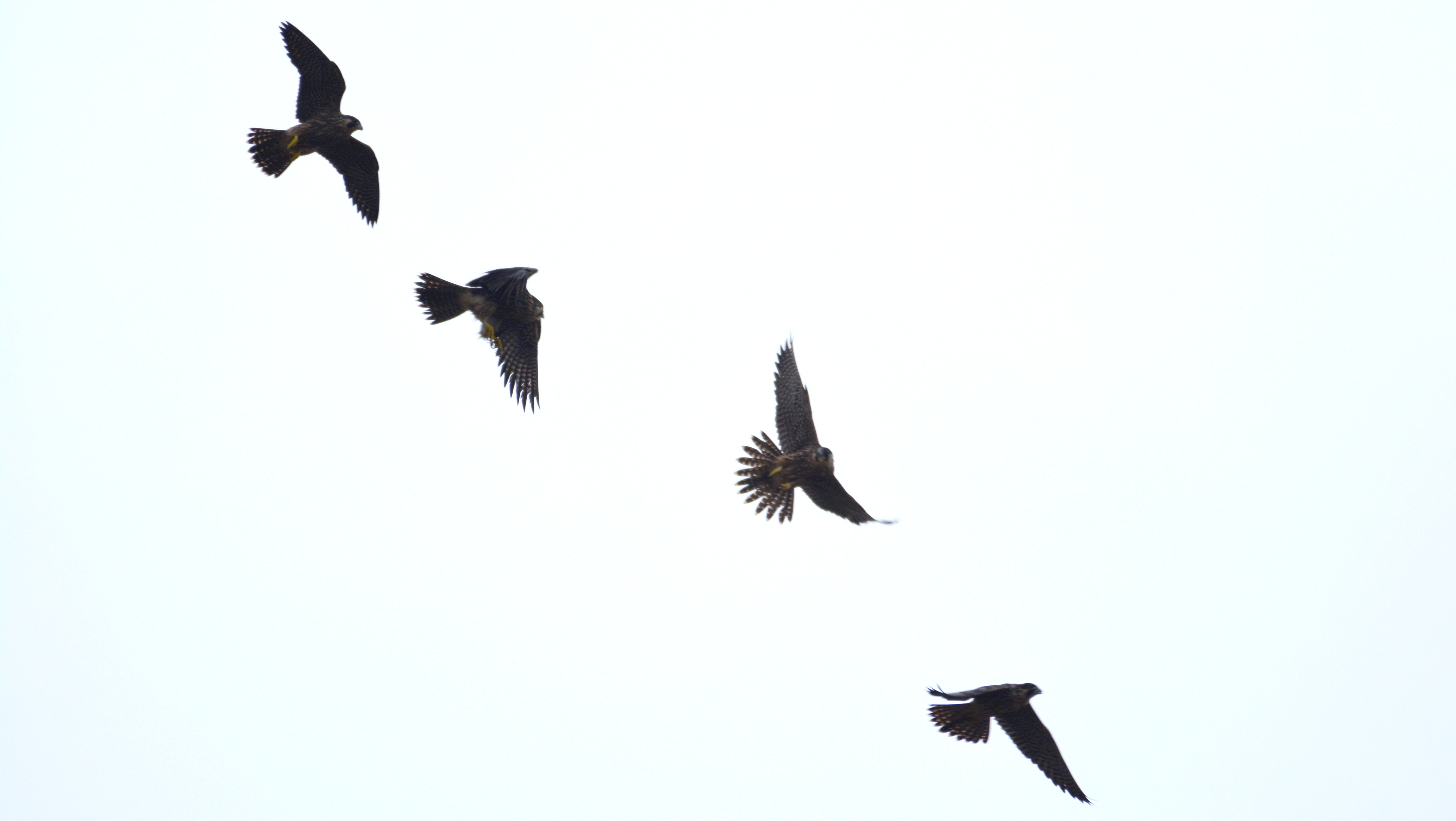 All four young falcons flying together in the canyon