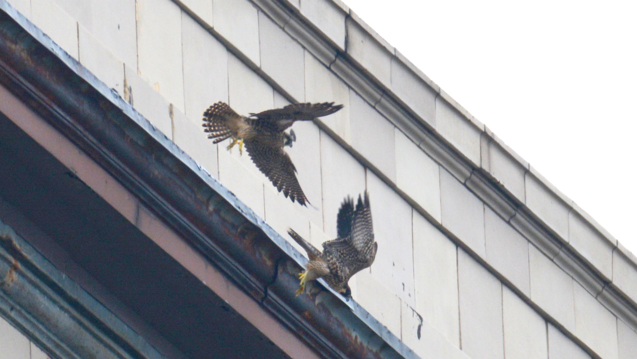 Upping each other from a perch on the hotel