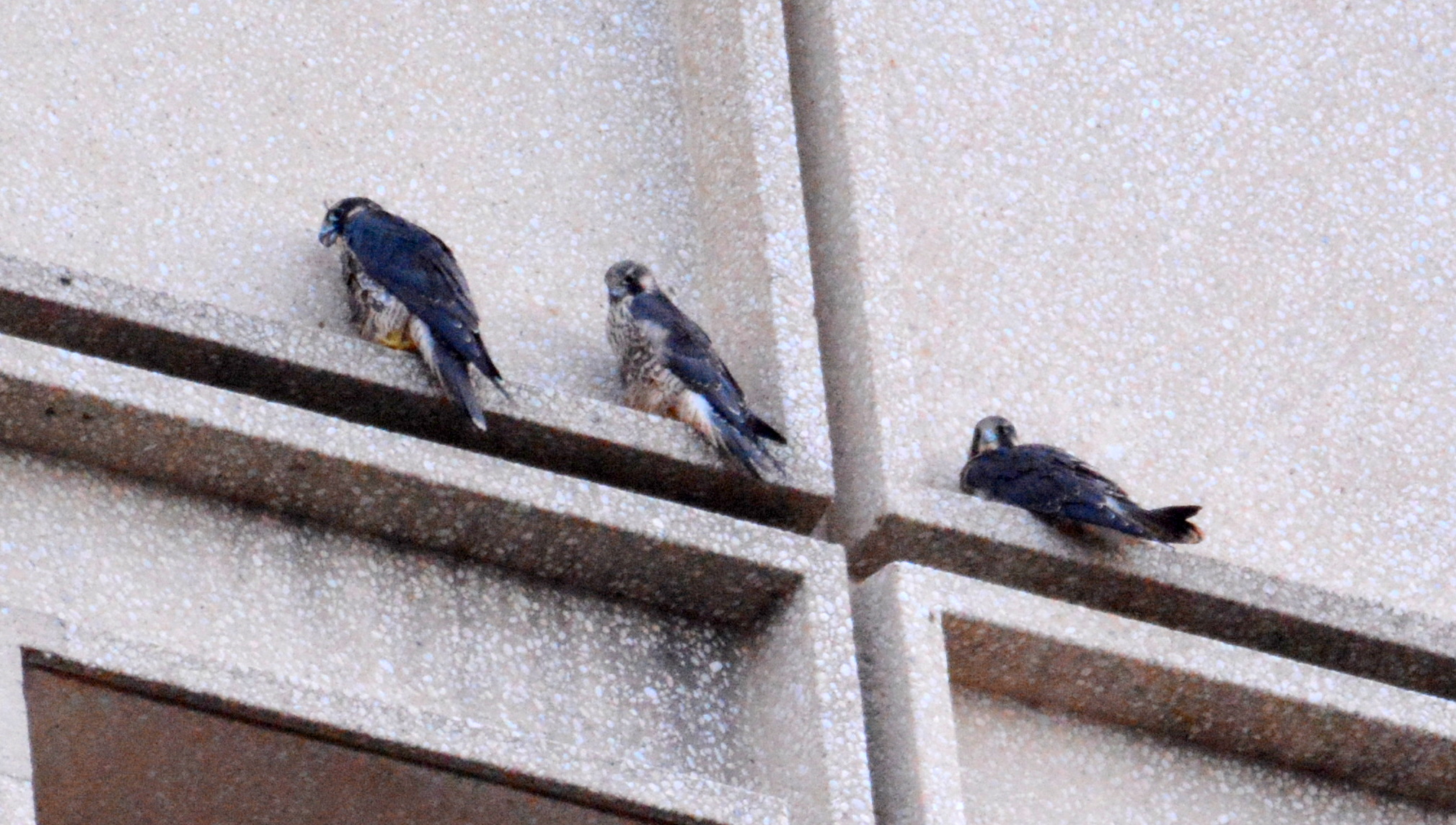 Arriving at their perches on the State Office building for the night