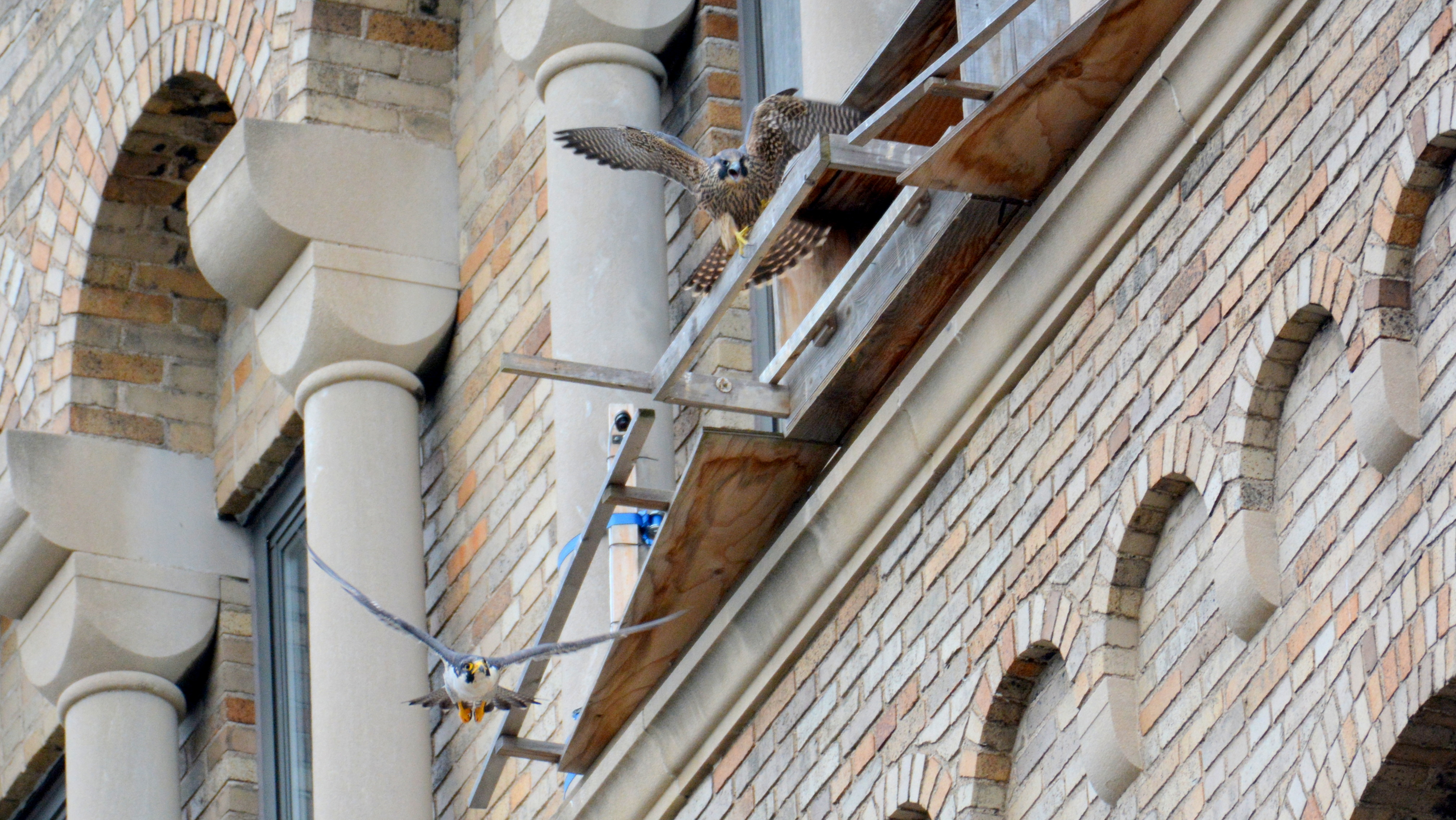 Ares gets chased out of the nest box