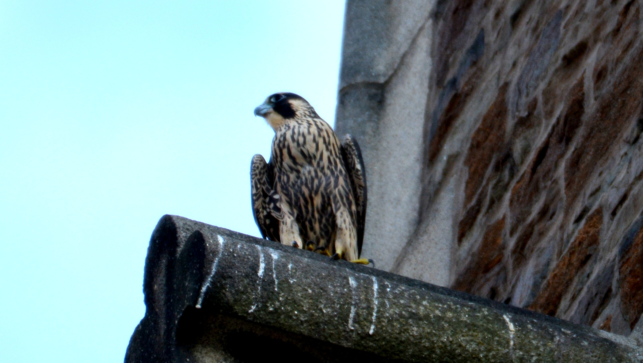 Taking over Astrid's favorite steeple perch