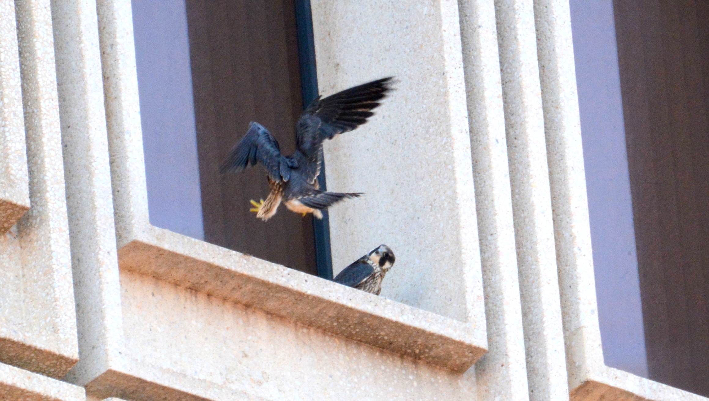 The kids still enjoy perching  next to each other