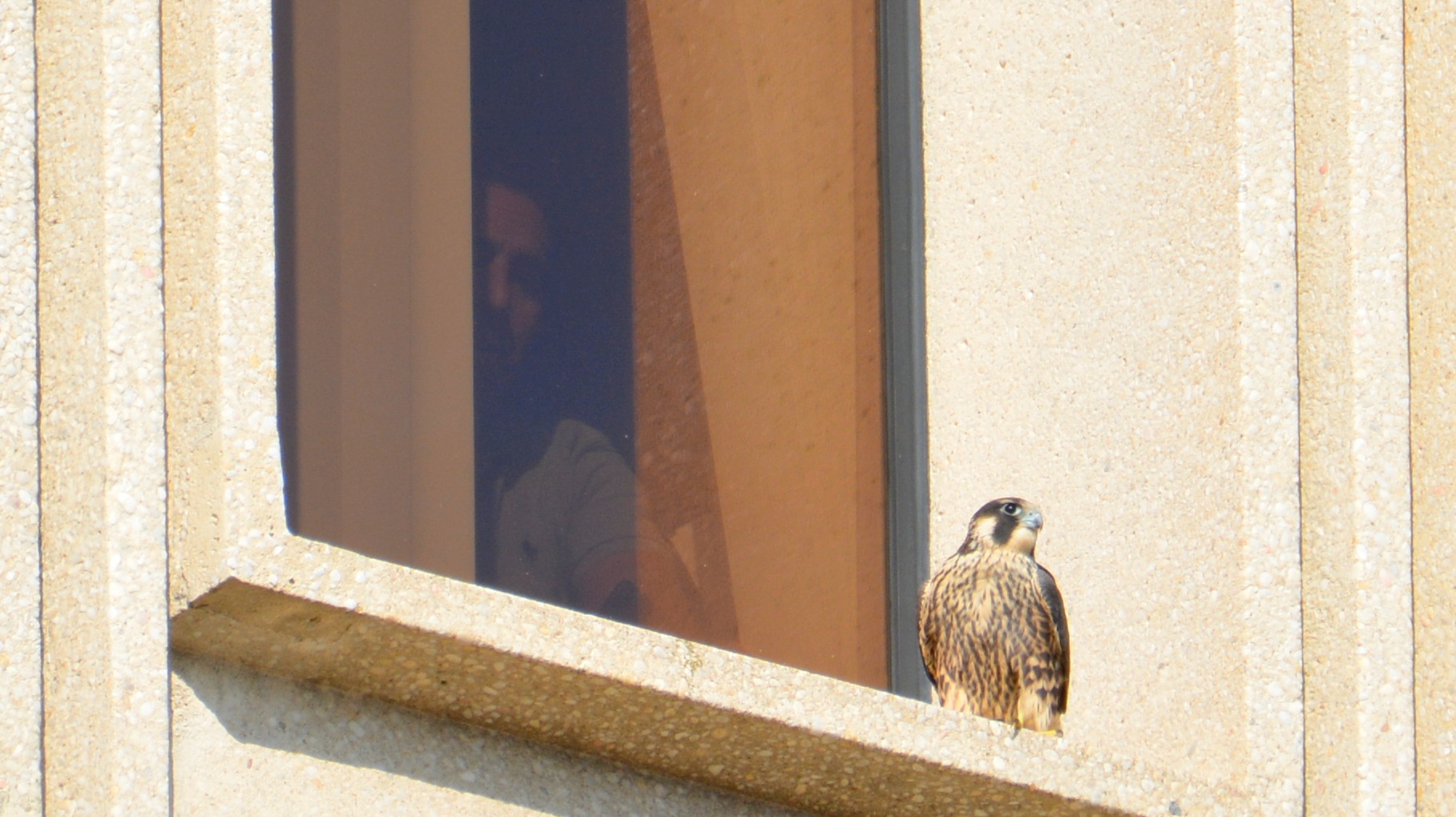 Having a visitor on the windowsill 