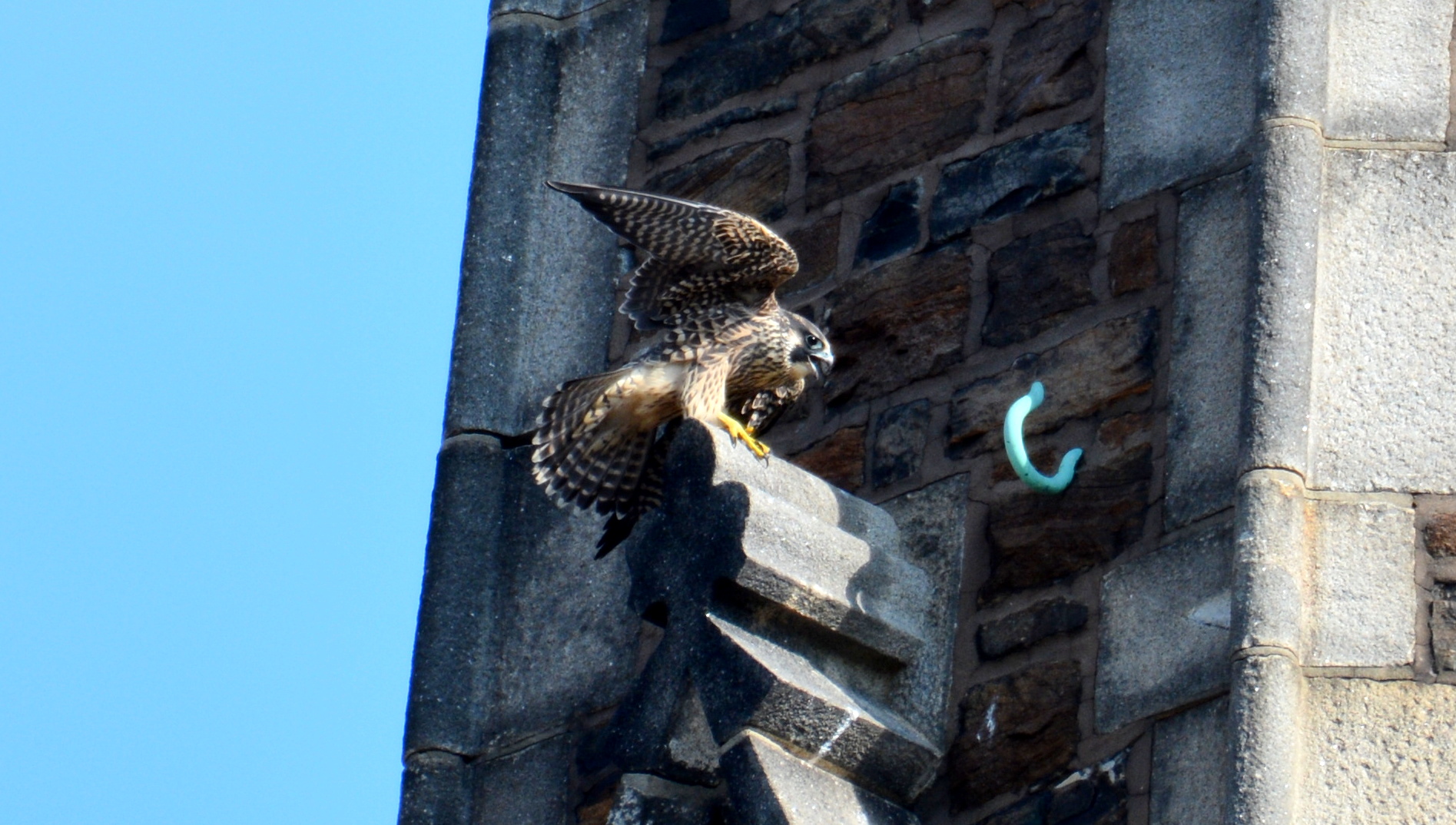 Coming down on the steeple perch