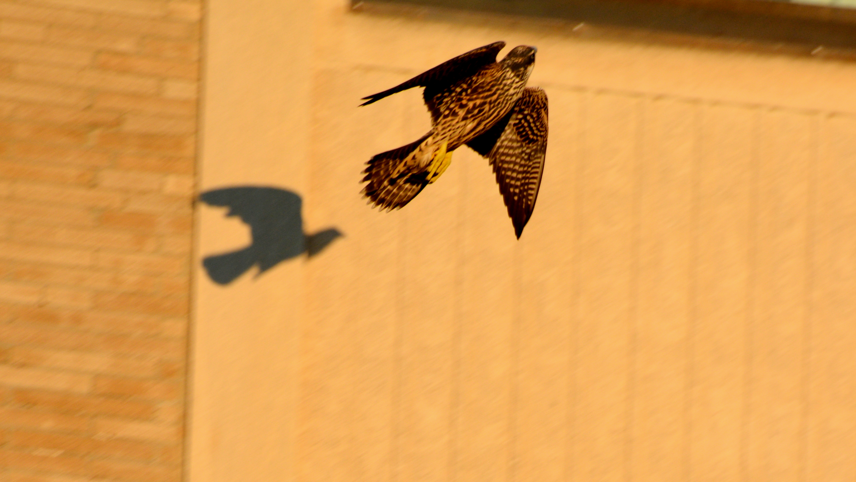 Flying with your shadow