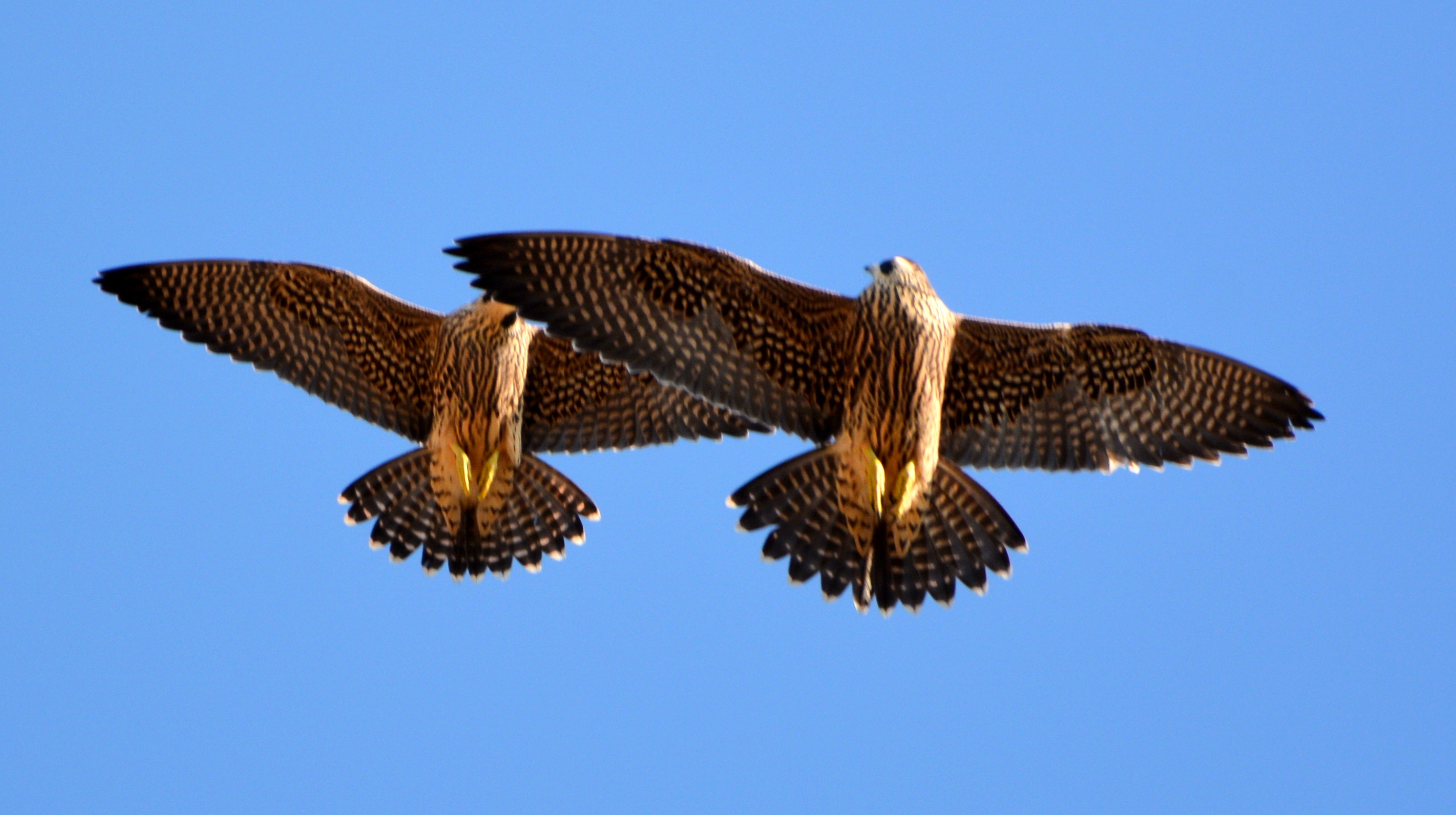 Checking out the flying partner