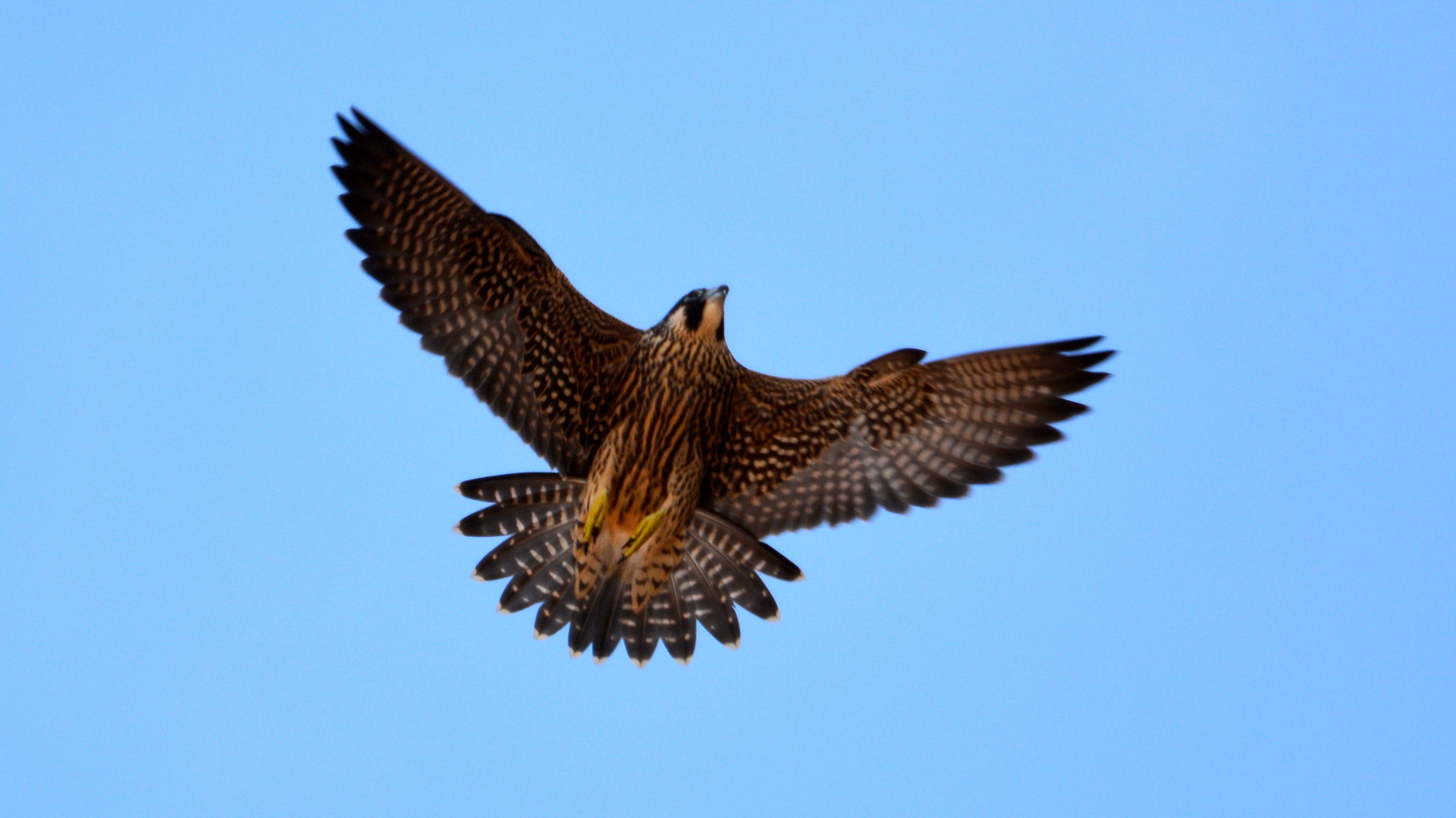 Coming in for a landing