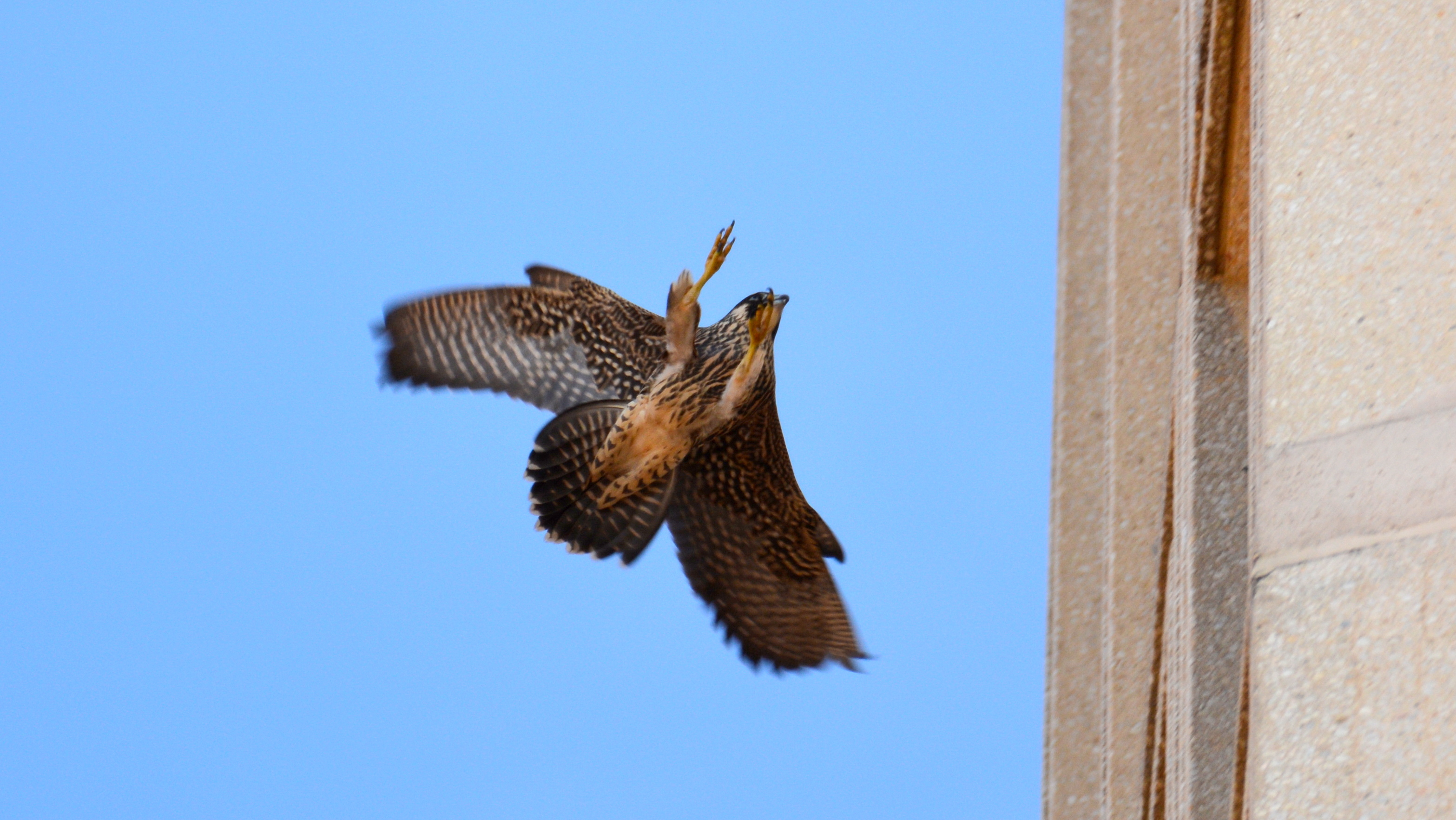 Reaching out for the ledge