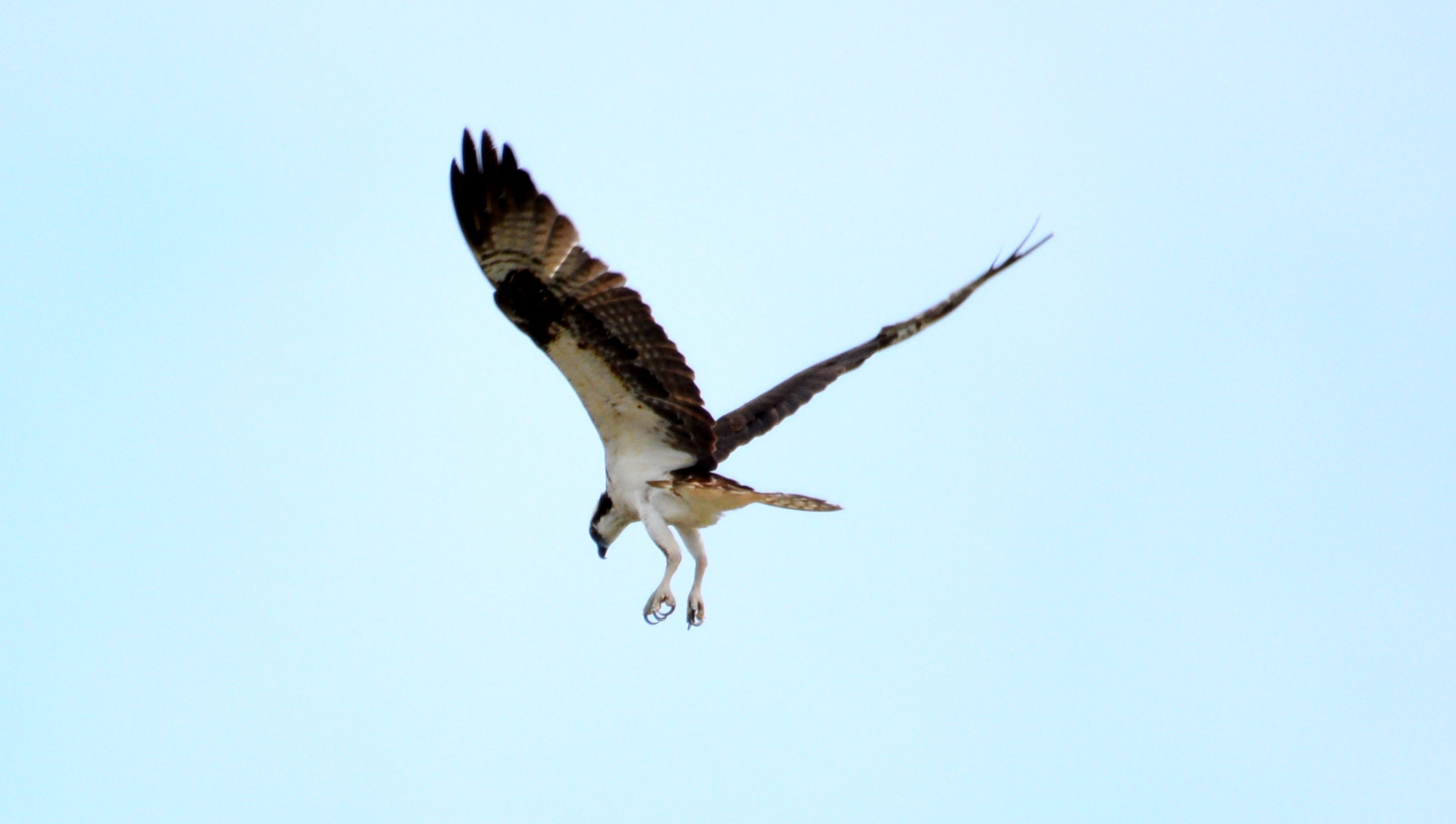 An Osprey hovers over the water just before displacing one of the Peregrines from its perch