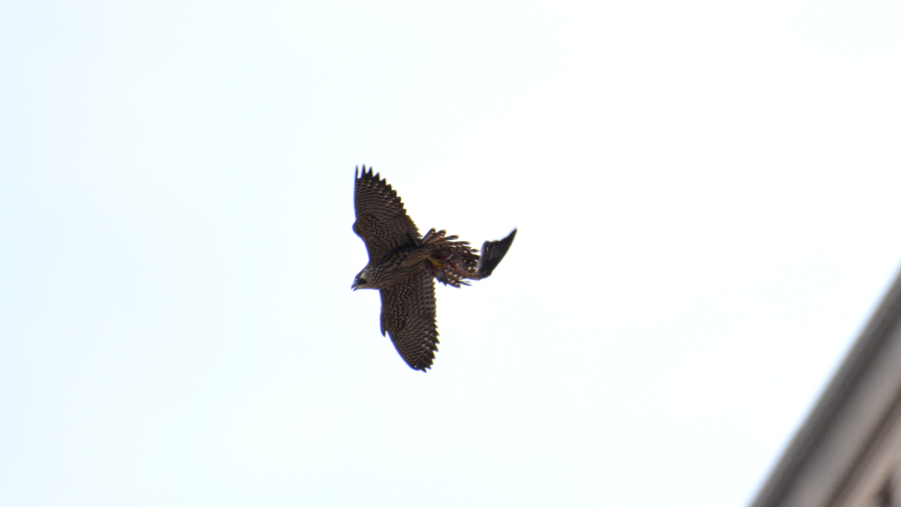 Carrying off part of a pigeon meal