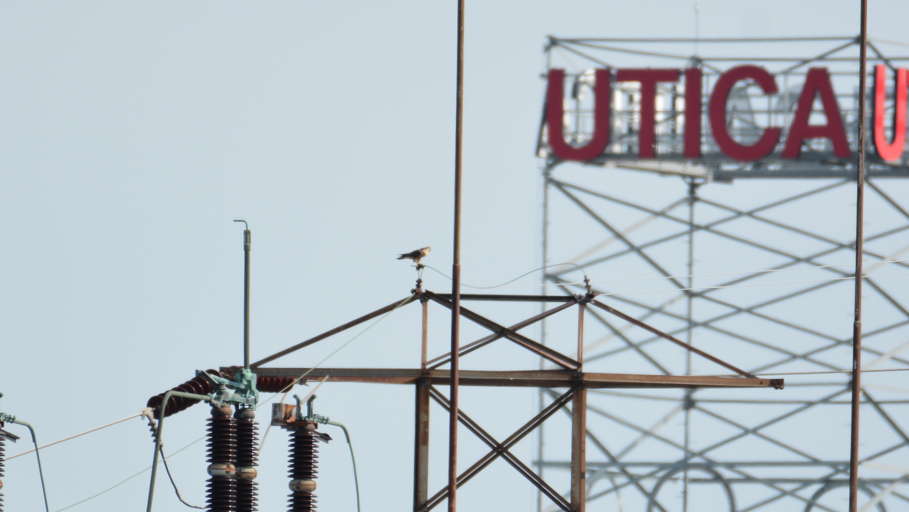 Perched on a power pole near Harbor Point