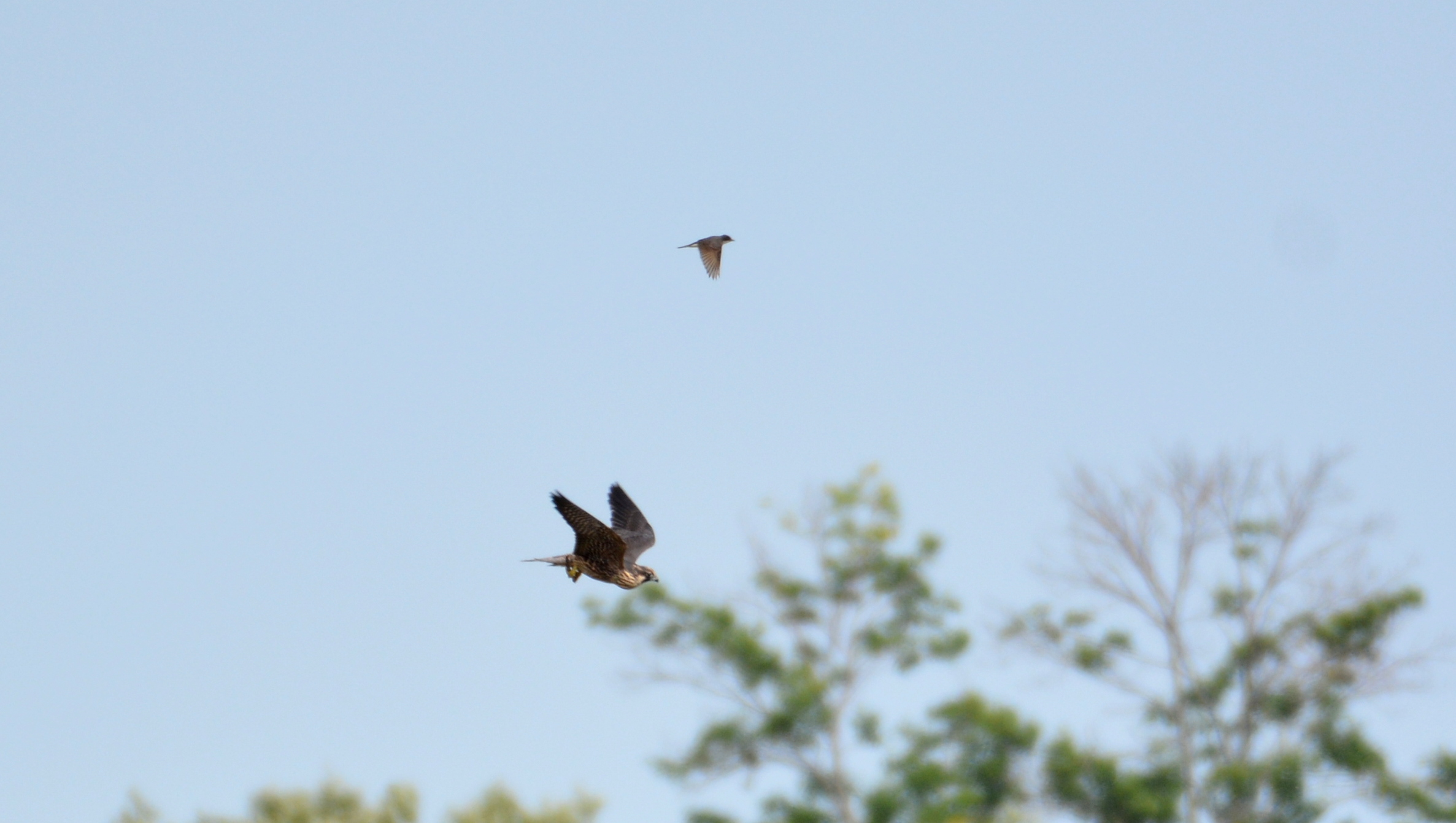 A kid gets hazed by a Kingbird