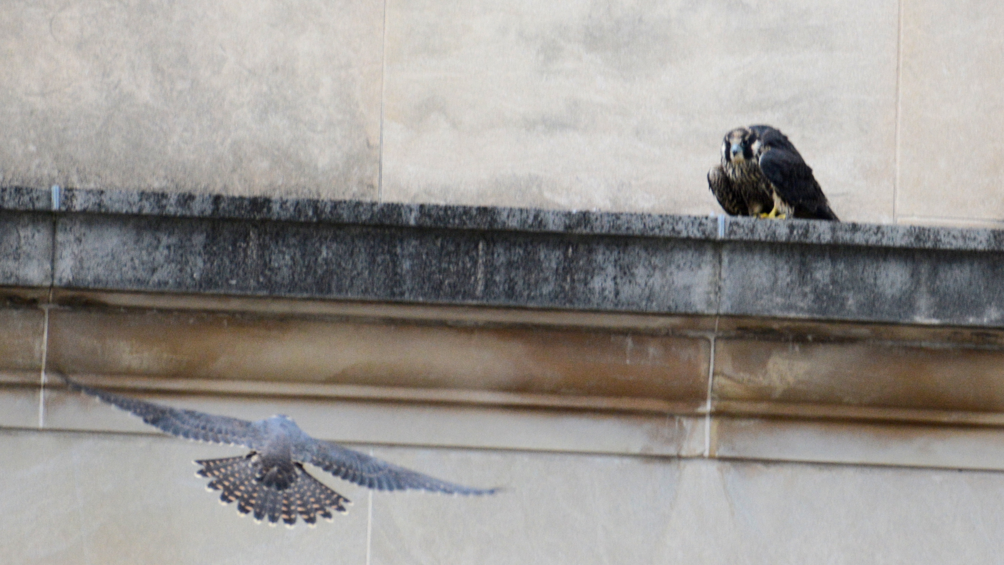 Zander flies up to where Spirit was perched