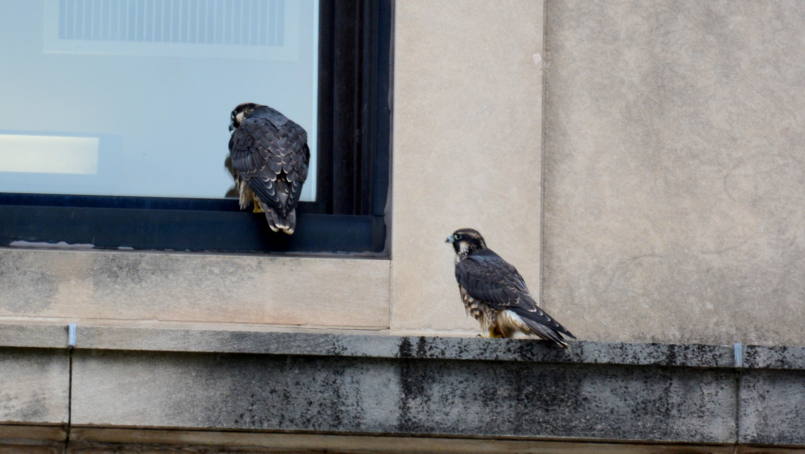 Spirit looks into a window of the courthouse