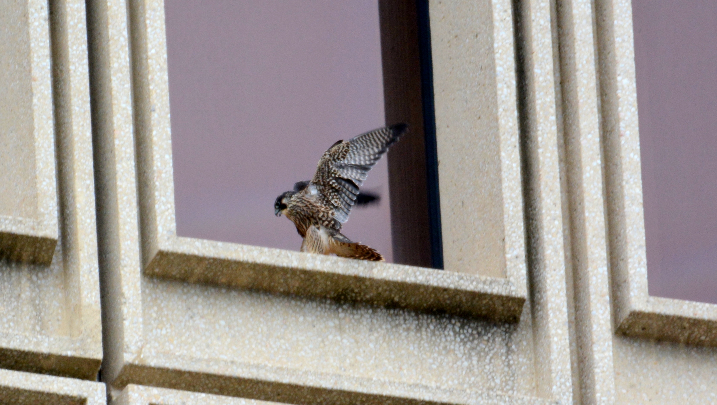 Coming in for a landing on a window ledge