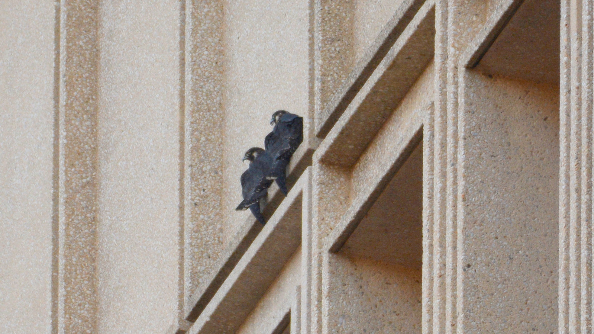 Two brothers at their nighttime perch on the State Building