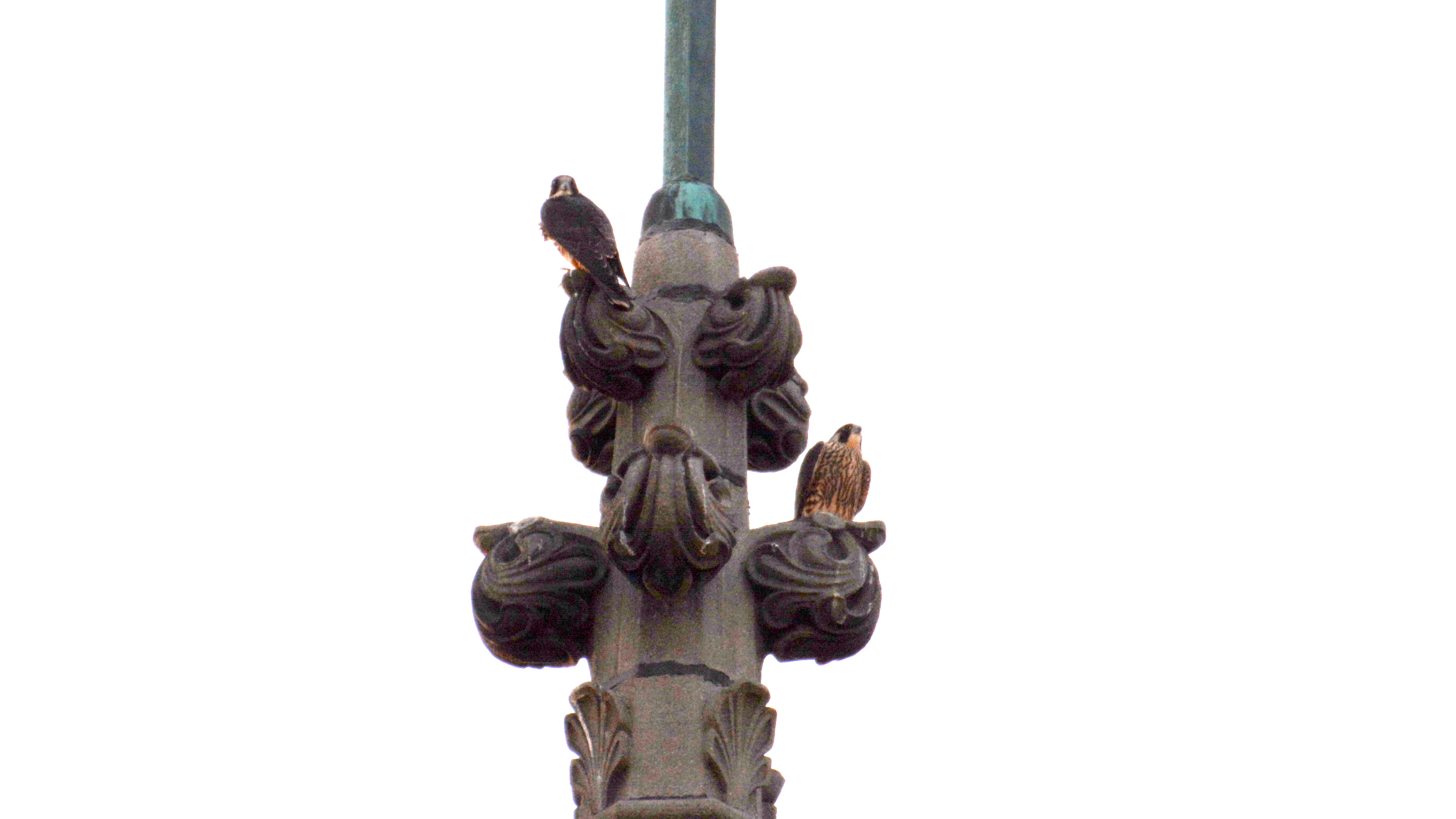 Perched on top of the steeple