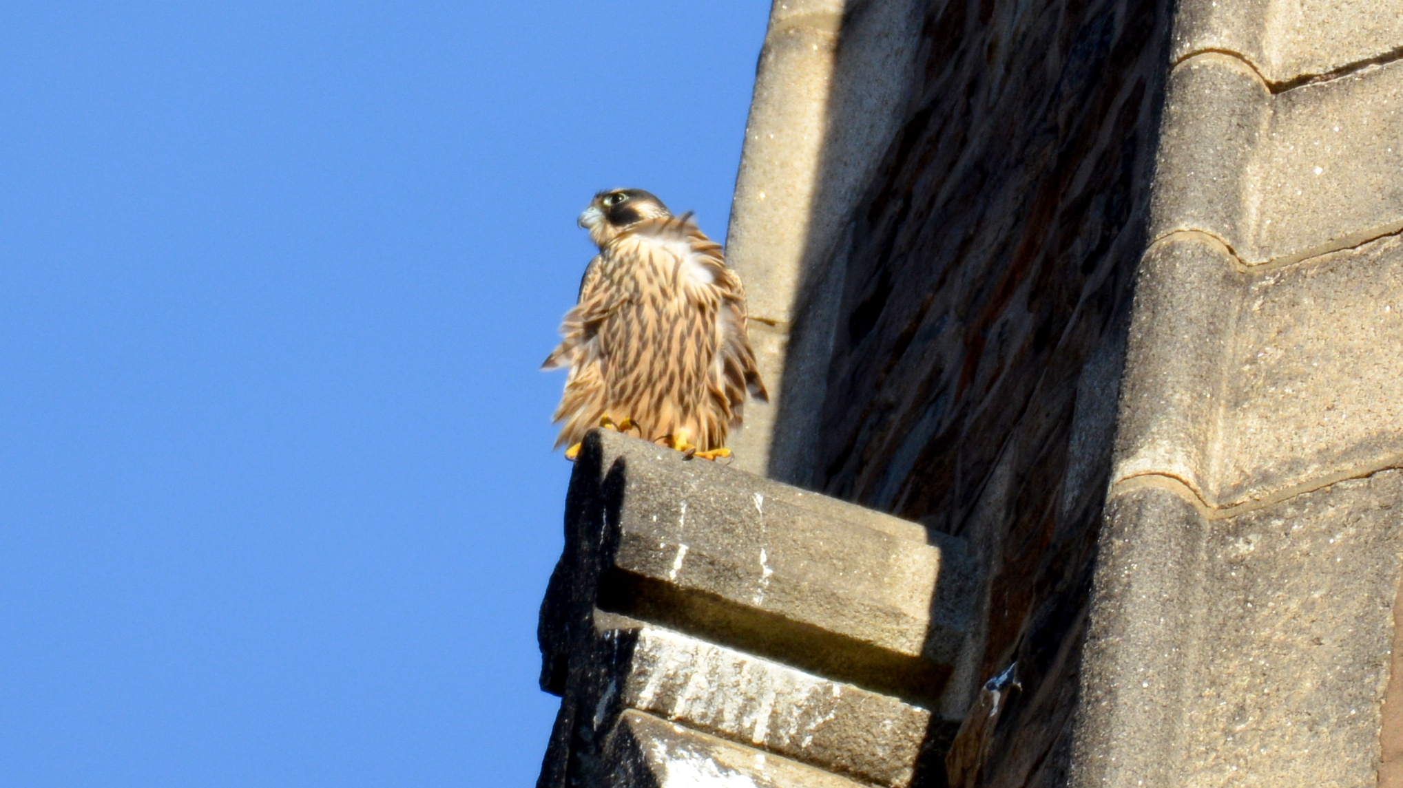 Perching on the steeple