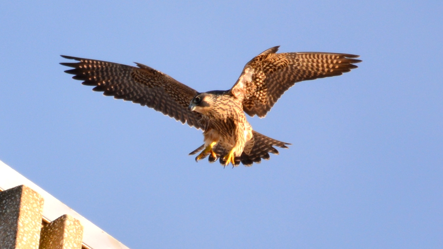 Max comes for a landing on the roof of the State Building