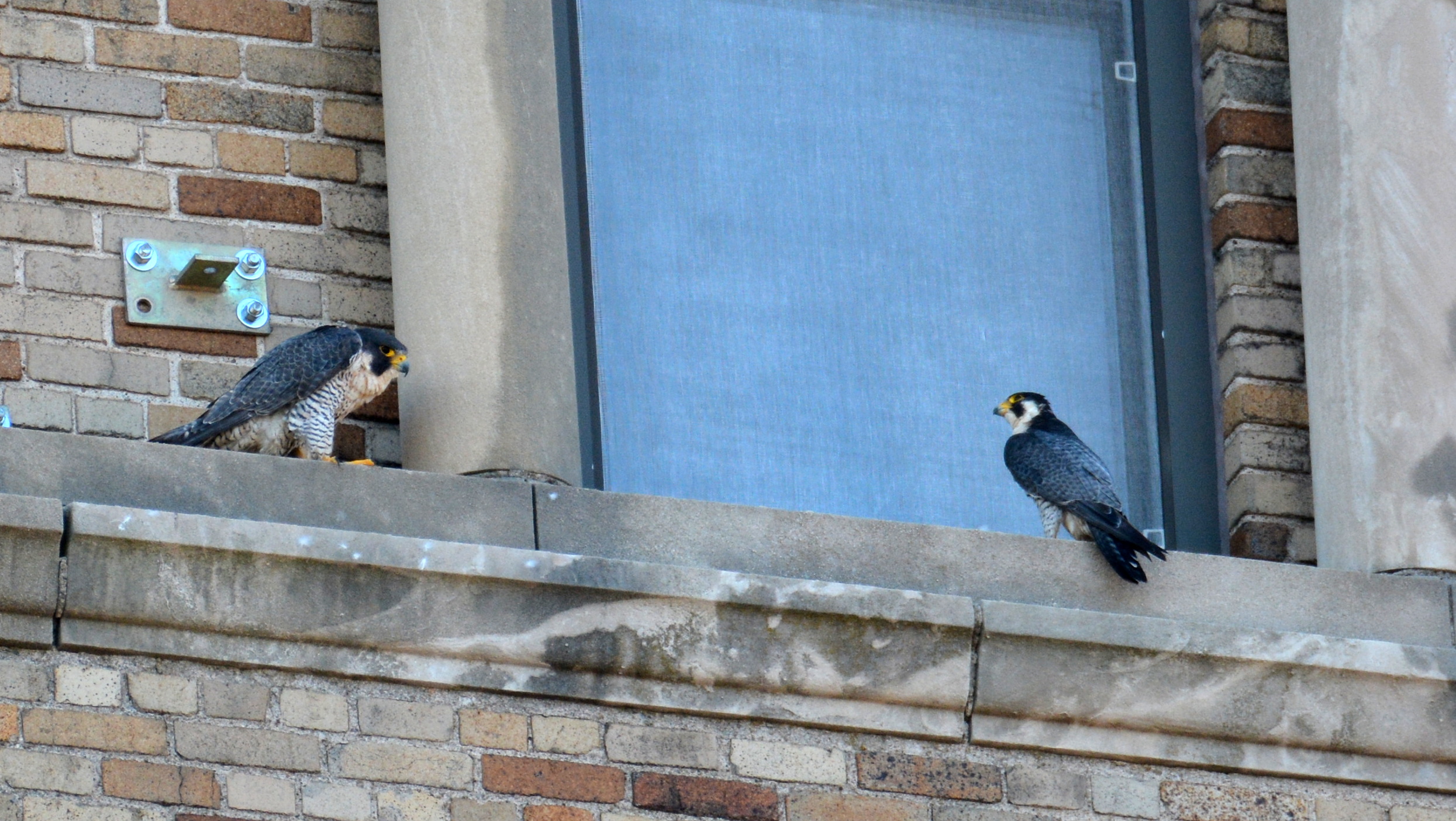 Astrid and Ares keep a low profile on the side of the ADK Bank Building