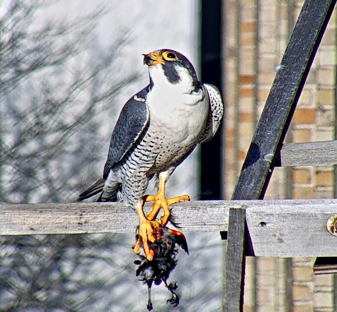 Ares brings a Red-winged Blackbird to the box