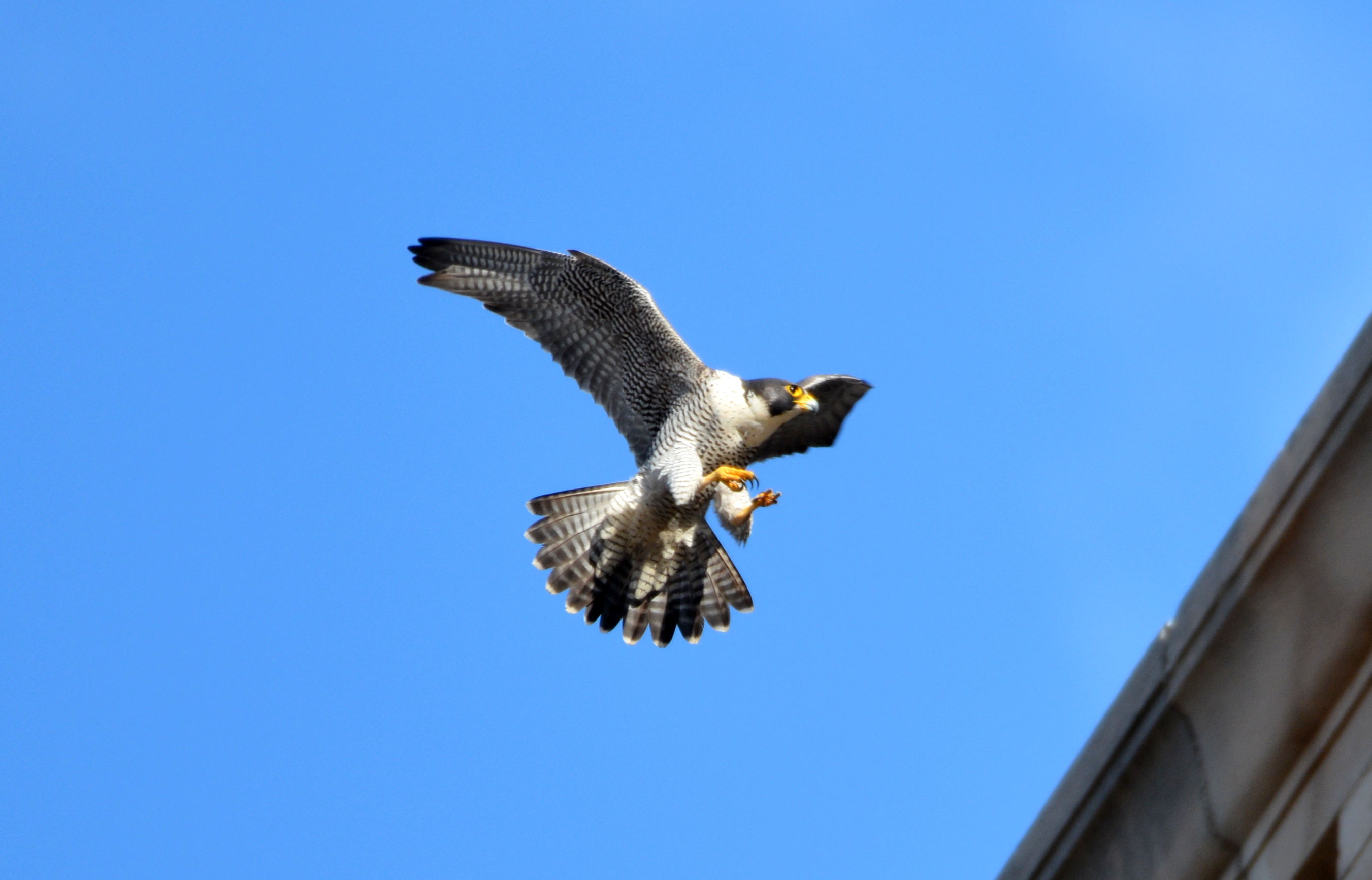 Astrid comes in for a landing