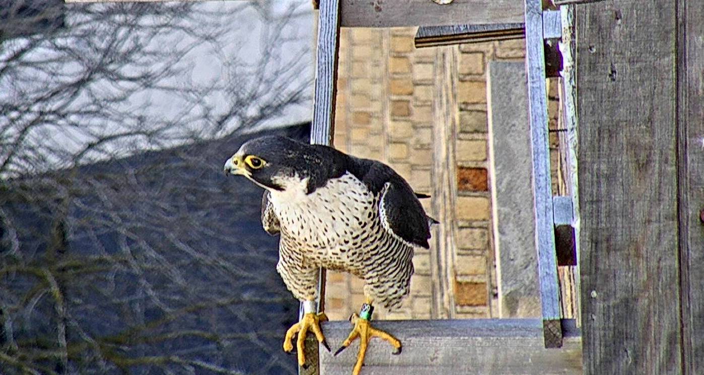 An unknown adult female Peregrine joins Ares at the box