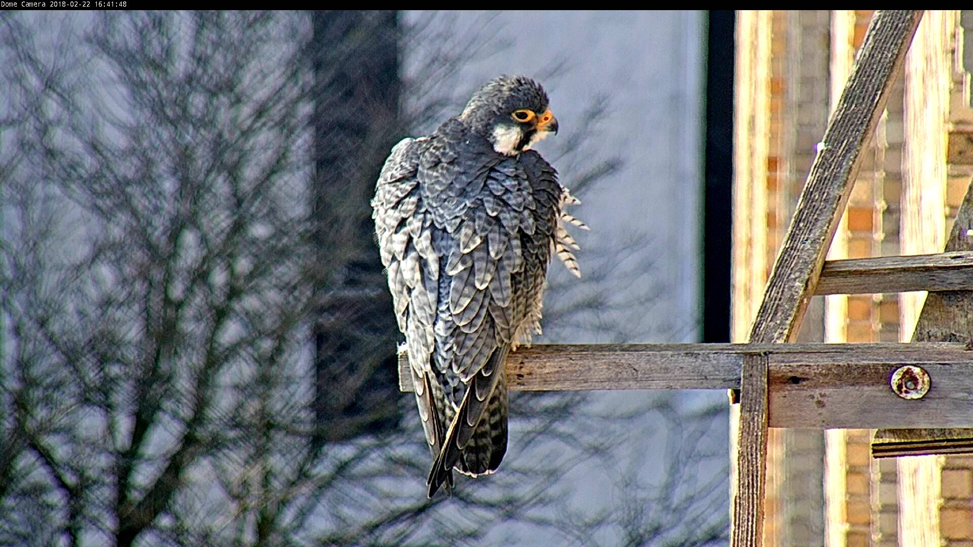 Ares enjoying the sunny late afternoon