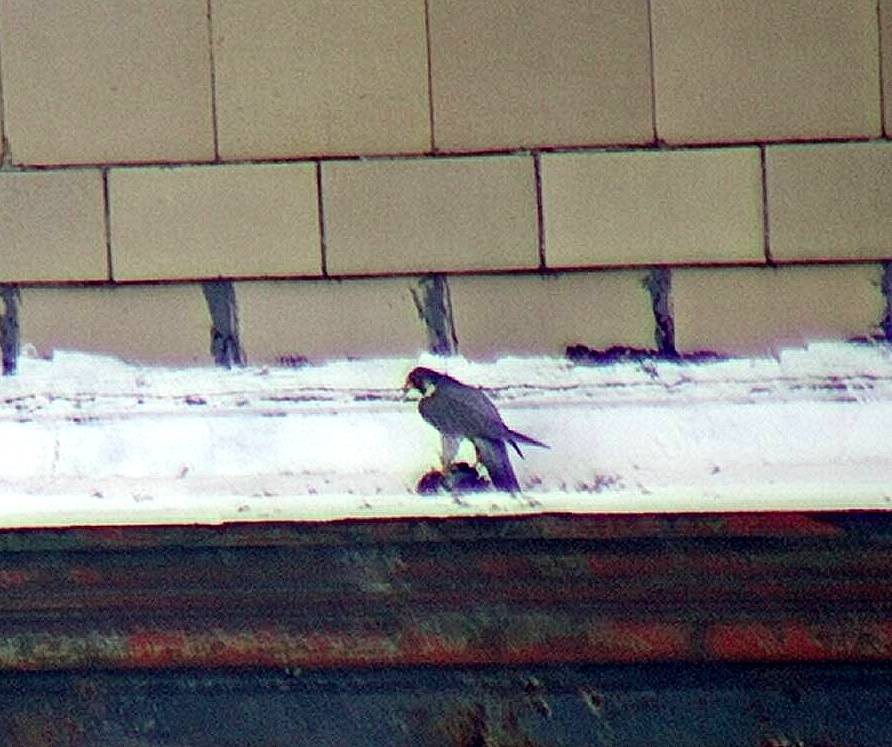 Astrid has a late lunch on the hotel ledge