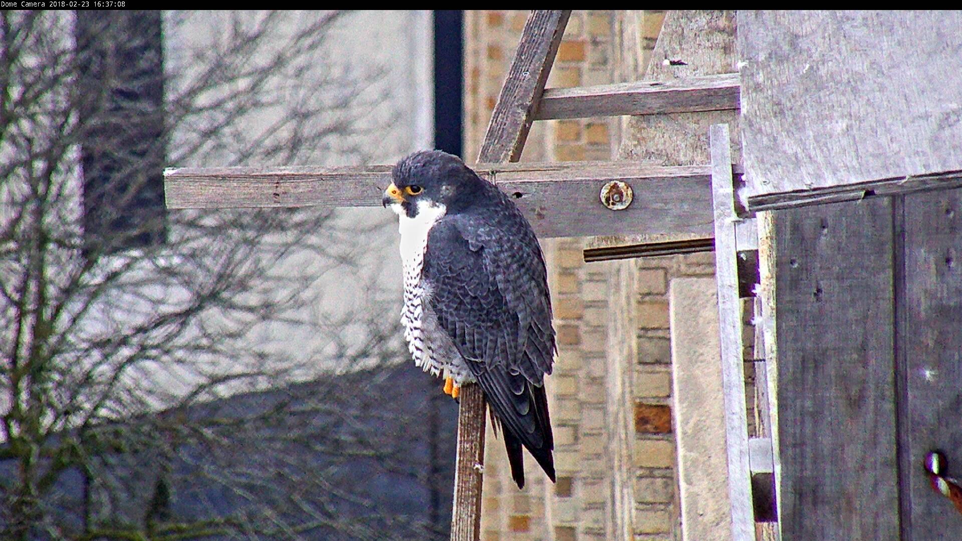 Ares spent much of the day manning the nest box