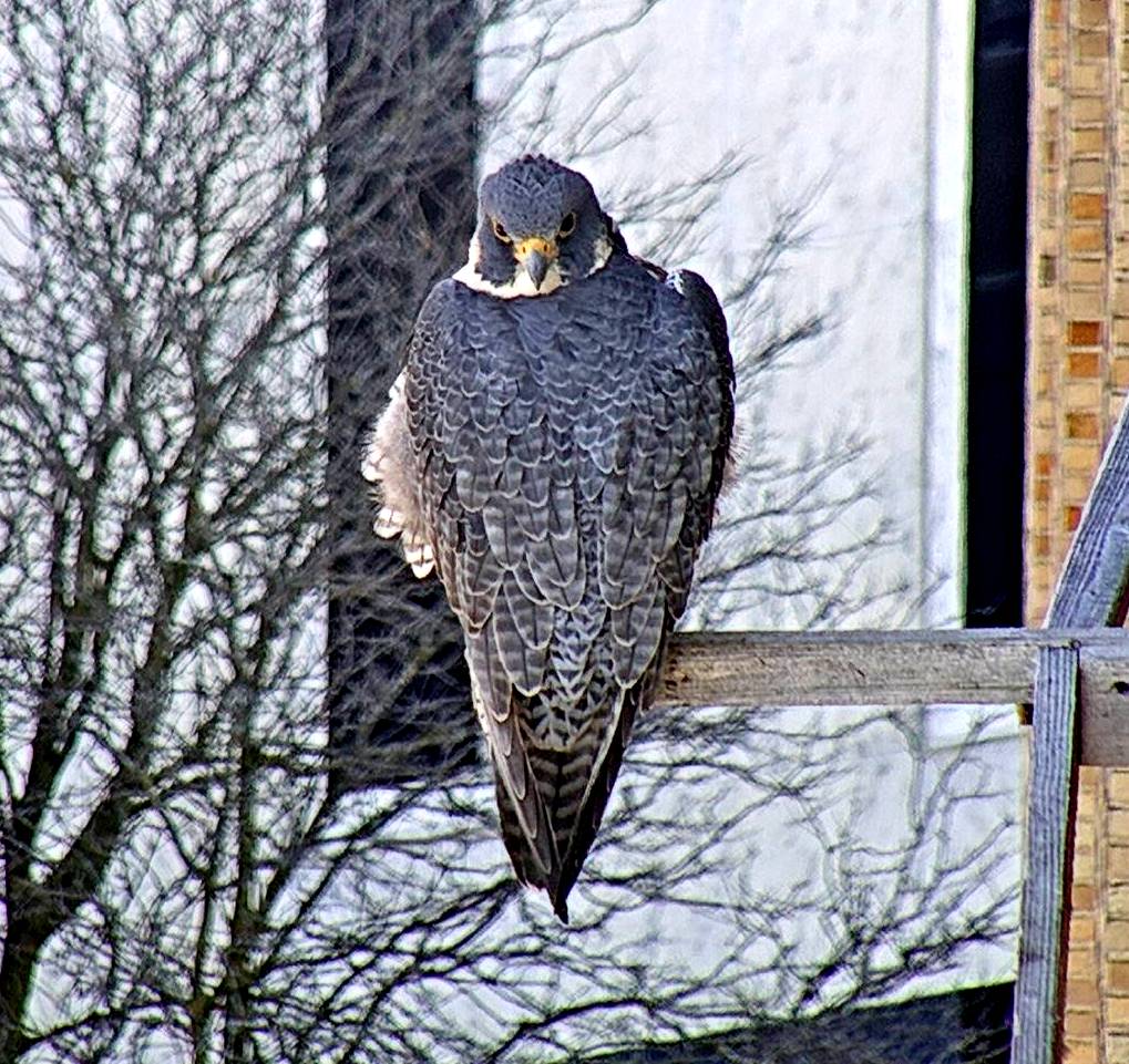 Astrid on the long perch