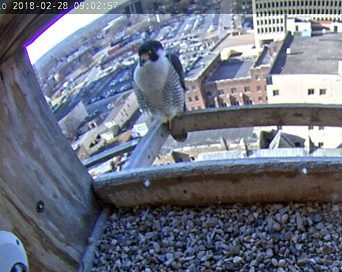 Ares has a shows a large crop after feeding on the hotel