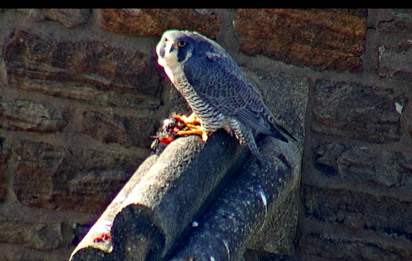 Astrid does accept other non-Woodcock meals today