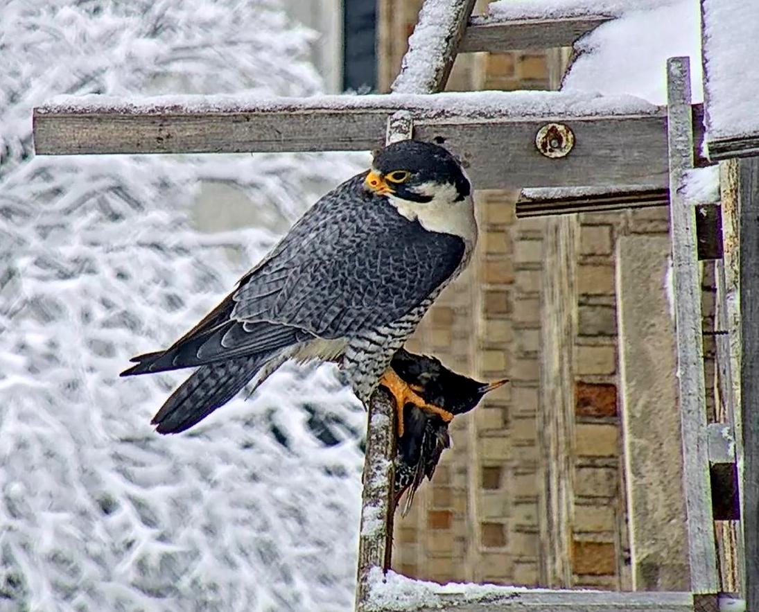 Ares at the box with prey