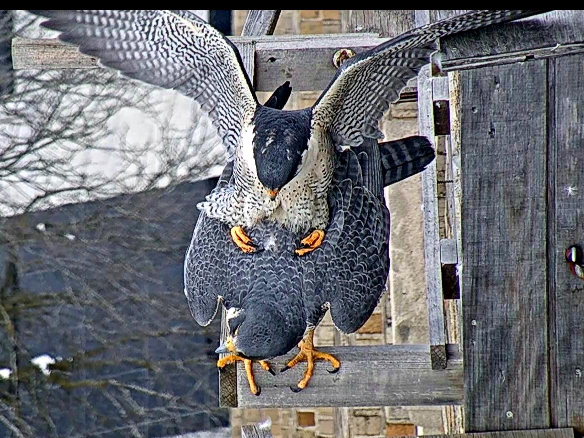 Mating on the nest box perch